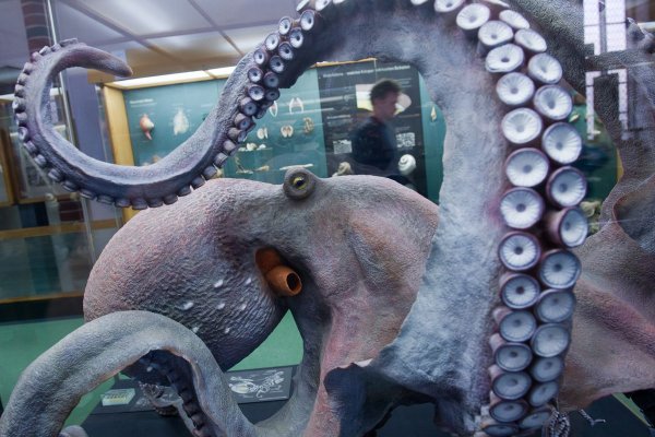 Kraken зеркало kraken link top