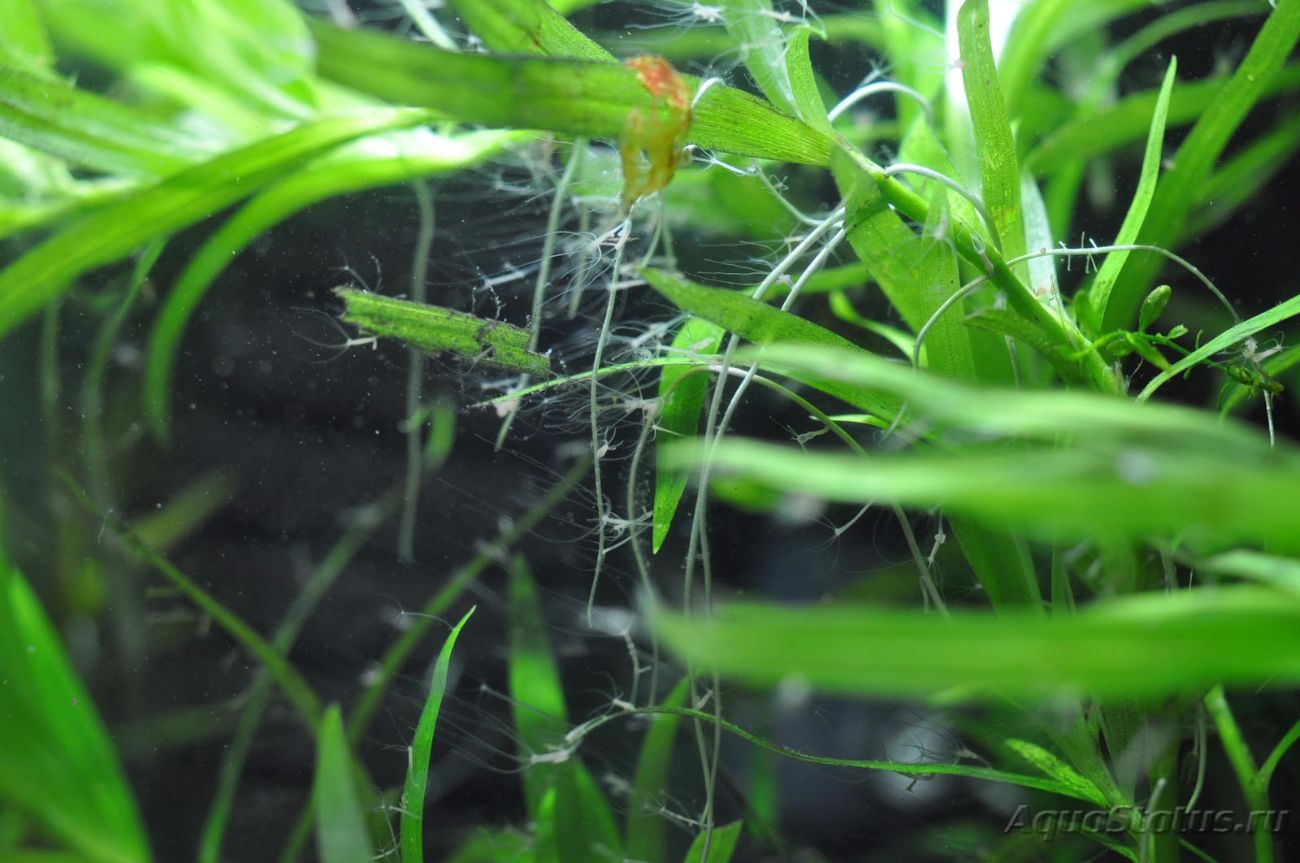 Kraken 24 at